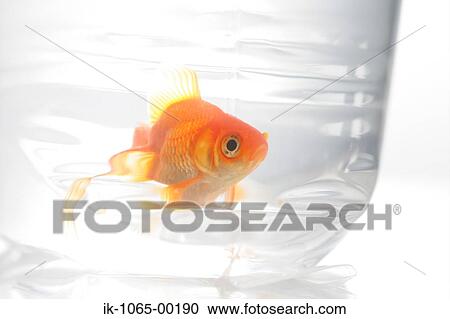 Goldfish View Large Photo Image Stock Image - Goldfish. Fotosearch