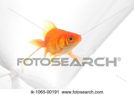 Goldfish View Large Photo Image Stock Image - Goldfish. Fotosearch
