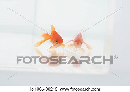 Stock Image - Goldfish. Fotosearch