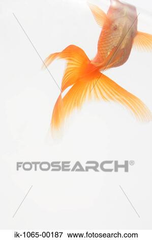 Goldfish View Large Photo Image Stock Photo - Goldfish. Fotosearch