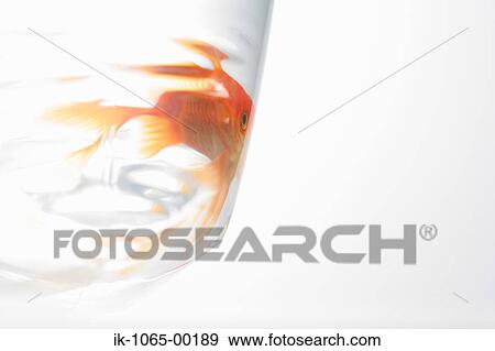 Stock Photo - Goldfish. Fotosearch