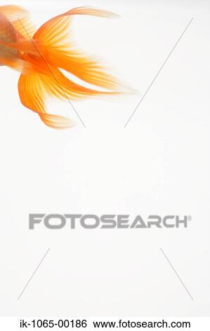 Stock Photograph - Goldfish. Fotosearch