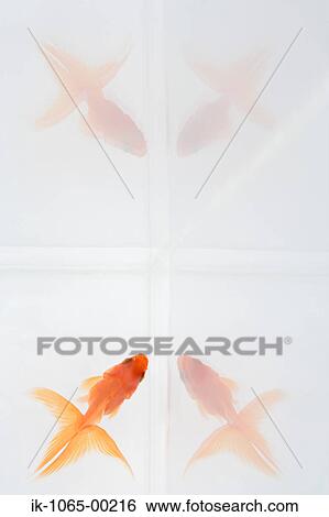 Goldfish View Large Photo Image Stock Photograph - Goldfish. Fotosearch