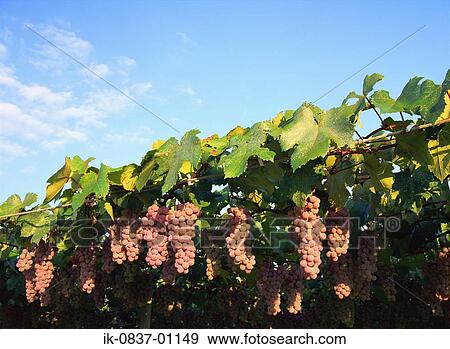Grapevines growing in vineyard View Large Photo Image Stock Photo - Grapevines growing in vineyard. Fotosearch