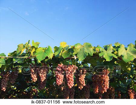 Grapevines growing in vineyard View Large Photo Image Stock Photograph - Grapevines growing in vineyard. Fotosearch