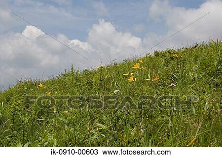 Stock Image - Grass against Cloudy Sky. Fotosearch