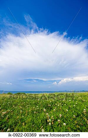 Grass on Seaside against Cloudy Sky View Large Photo Image Stock Photo - Grass on Seaside against Cloudy Sky. Fotosearch
