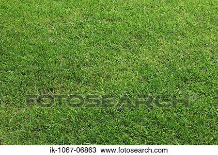 Grass View Large Photo Image Stock Image - Grass. Fotosearch