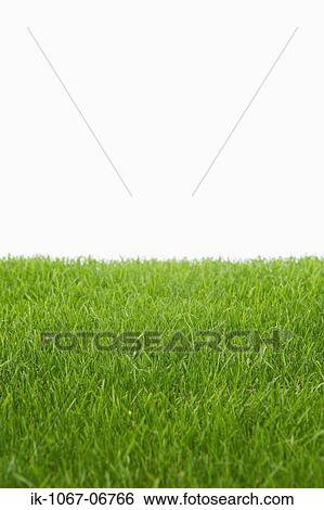 Grass View Large Photo Image Stock Photograph - Grass. Fotosearch