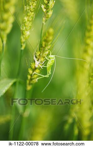 Stock Photo - Grasshopper climbing on wheat plant. Fotosearch
