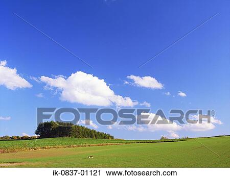 Grassland against blue sky View Large Photo Image Stock Image - Grassland against blue sky. Fotosearch