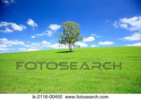 Grassland against blue sky View Large Photo Image Stock Image - Grassland against blue sky. Fotosearch