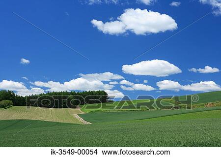 Grassland with plants growing in a field. View Large Photo Image Picture - Grassland with plants growing in a field.. Fotosearch