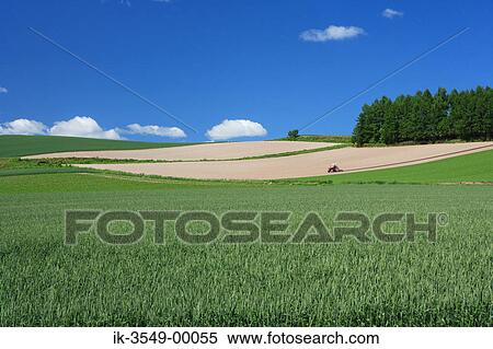 Stock Photography - Grassland with plants growing in a field.. Fotosearch