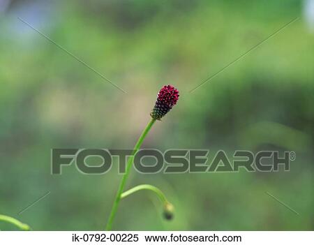 Great Burnet Red Flower on Thin Stem View Large Photo Image Stock Photography - Great Burnet Red Flower on Thin Stem. Fotosearch