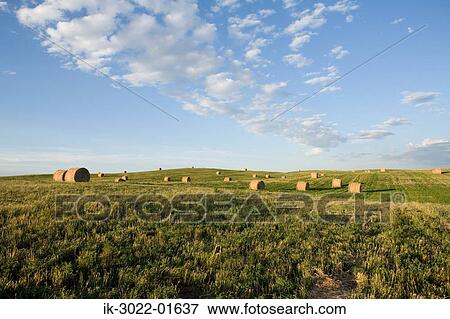 Stock Photo - Great Prairie of Round Hay Bales in a Field, Canada. Fotosearch