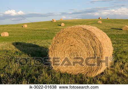 Stock Photo - Great Prairie of Round Hay Bales in a Field, Canada. Fotosearch