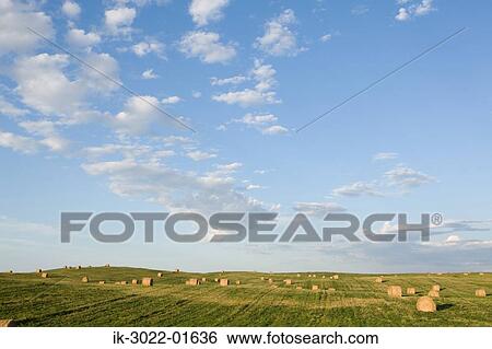 Great Prairie of Round Hay Bales in a Field, Canada View Large Photo Image Stock Photograph - Great Prairie of Round Hay Bales in a Field, Canada. Fotosearch
