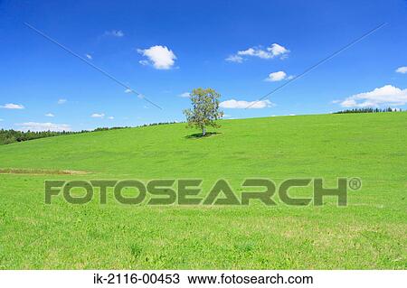 Green field with trees against blue sky View Large Photo Image Stock Image - Green field with trees against blue sky. Fotosearch