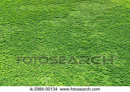 Green Grass Growing in Field View Large Photo Image Picture - Green Grass Growing in Field. Fotosearch