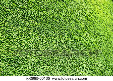 Green Grass Growing in Field View Large Photo Image Stock Photography - Green Grass Growing in Field. Fotosearch