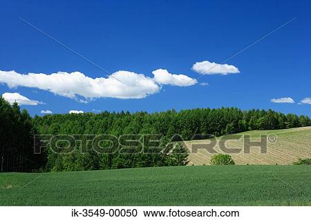 Stock Image - Green grassland with Plant life and cloudy sky. Fotosearch