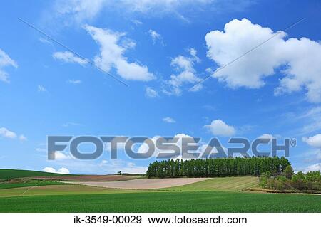 Stock Photo - Green grassland with Plant life and cloudy sky. Fotosearch