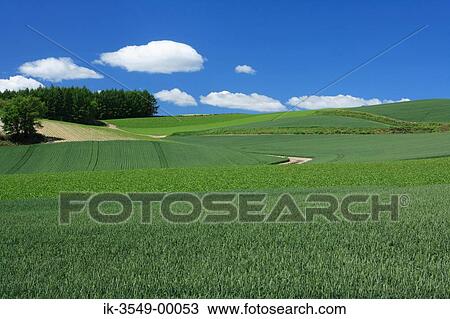 Green grassland with Plant life View Large Photo Image Stock Image - Green grassland with Plant life. Fotosearch