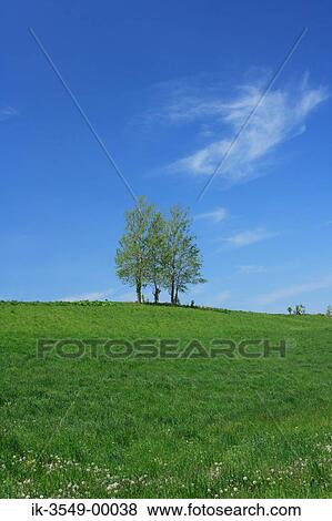 Stock Photo - Green grassland with trees and blue sky. Fotosearch