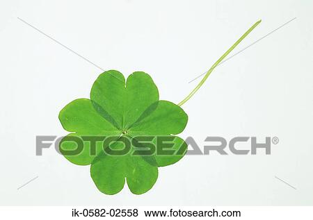 Green Leaf of Clover on White Background View Large Photo Image Stock Photo - Green Leaf of Clover on White Background. Fotosearch