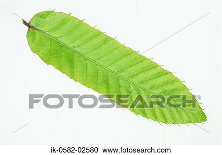 Green Leaf on White Background View Large Photo Image Stock Image - Green Leaf on White Background. Fotosearch