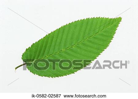 Green Leaf on White Background View Large Photo Image Stock Photo - Green Leaf on White Background. Fotosearch
