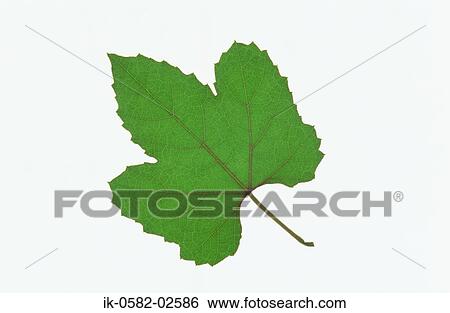 Green Leaf on White Background View Large Photo Image Stock Photograph - Green Leaf on White Background. Fotosearch