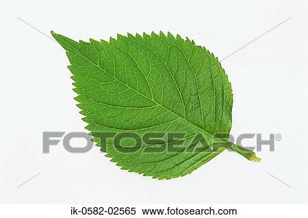 Green Leaf on White Background View Large Photo Image Stock Photography - Green Leaf on White Background. Fotosearch
