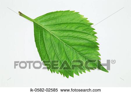 Green Leaf on White Background View Large Photo Image Stock Photography - Green Leaf on White Background. Fotosearch