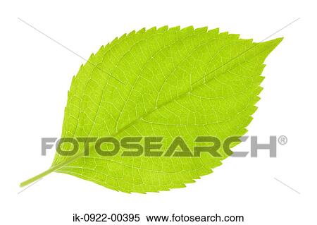 Green Leaf on White Background View Large Photo Image Stock Photography - Green Leaf on White Background. Fotosearch
