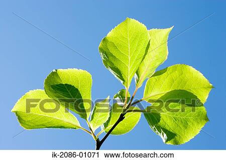 Stock Image - Green Leaves against Blue Sky. Fotosearch