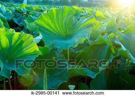 Green Leaves of Lotus View Large Photo Image Stock Image - Green Leaves of Lotus. Fotosearch