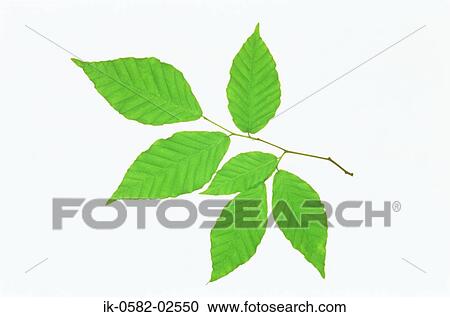 Green Leaves on White Background View Large Photo Image Stock Image - Green Leaves on White Background. Fotosearch