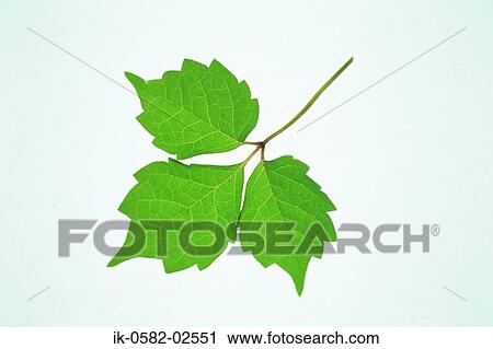 Green Leaves on White Background View Large Photo Image Stock Image - Green Leaves on White Background. Fotosearch