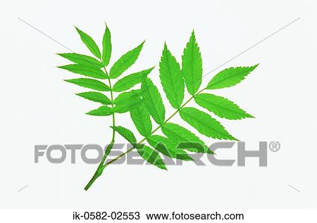 Green Leaves on White Background View Large Photo Image Stock Image - Green Leaves on White Background. Fotosearch