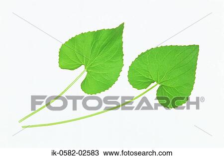 Green Leaves on White Background View Large Photo Image Stock Image - Green Leaves on White Background. Fotosearch