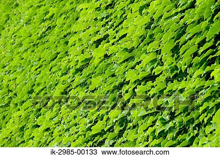 Green Leaves View Large Photo Image Stock Image - Green Leaves. Fotosearch