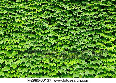Green Leaves View Large Photo Image Stock Photo - Green Leaves. Fotosearch