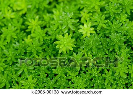 Stock Photo - Green Leaves. Fotosearch