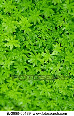 Green Leaves View Large Photo Image Stock Photo - Green Leaves. Fotosearch