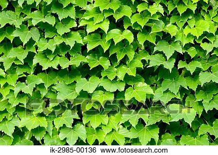 Green Leaves View Large Photo Image Stock Photograph - Green Leaves. Fotosearch