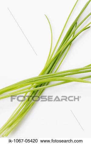 Green Onions View Large Photo Image Stock Image - Green Onions. Fotosearch