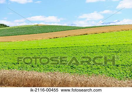 Stock Photography - Green plants and wheat crops growing in a field. Fotosearch