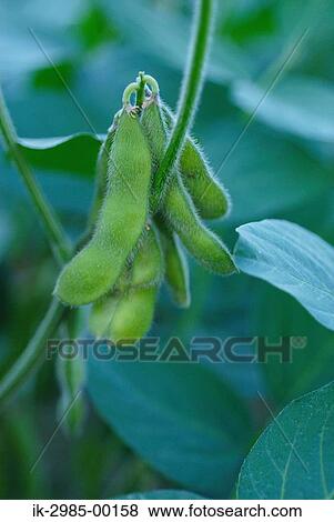 Stock Photo - Green Soybean Pod. Fotosearch